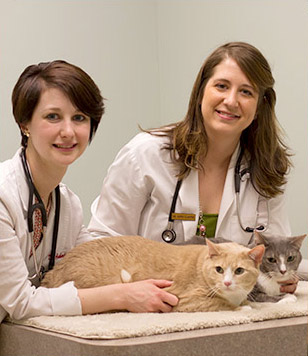 animal hospital, o'fallon